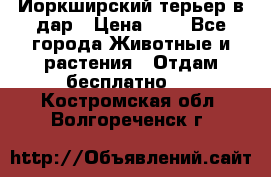 Йоркширский терьер в дар › Цена ­ 1 - Все города Животные и растения » Отдам бесплатно   . Костромская обл.,Волгореченск г.